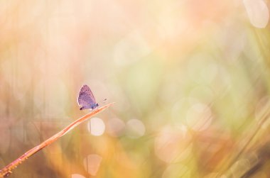 doğada küçük bir kelebek