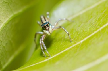 Yeşil doğa arka planda örümcek