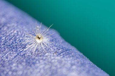 çiçek ot ve su damlaları