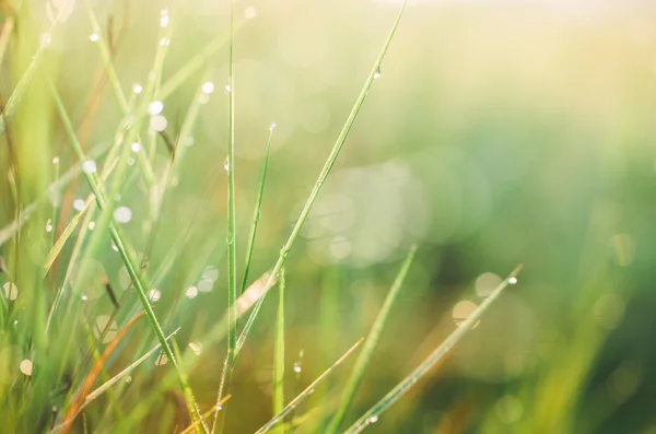 Herbe avec gouttes d'eau — Photo