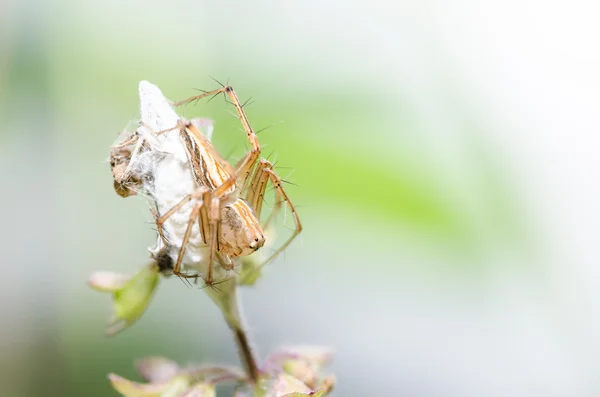 Spindel i gröna naturen bakgrund — Stockfoto