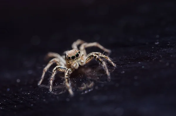 벽 자연 배경에서 거미 — 스톡 사진