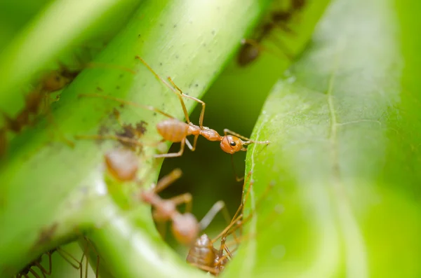 Hormigas rojas trabajo en equipo —  Fotos de Stock