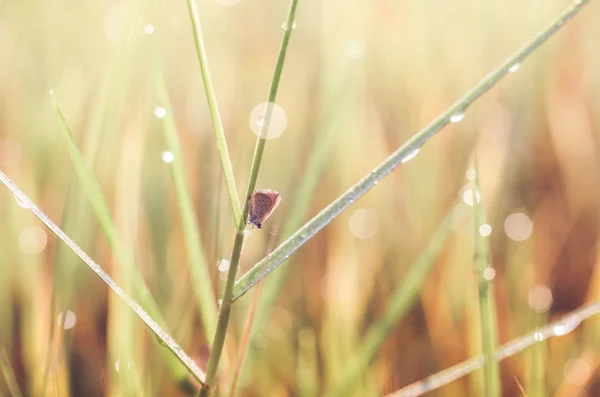 Kleine vlinder in de natuur — Stockfoto