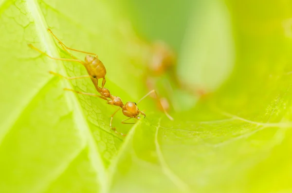 Red ants teamwork — Stock Photo, Image