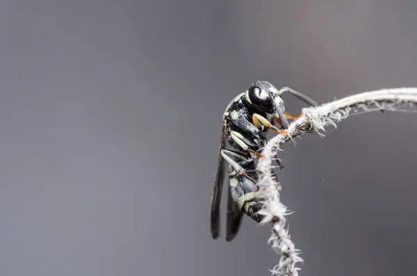 Wasp in the nature — Stock Photo, Image