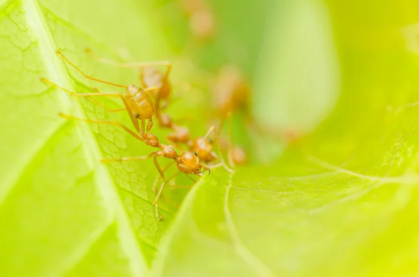 Červení mravenci týmové práce — Stock fotografie
