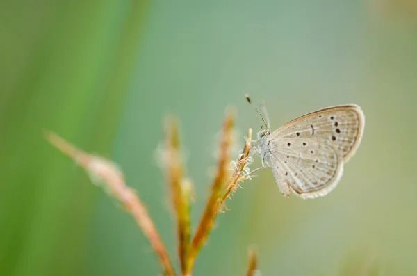 Schmetterling in der Natur — Stockfoto