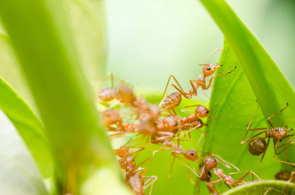 Teamarbeit bei roten Ameisen — Stockfoto