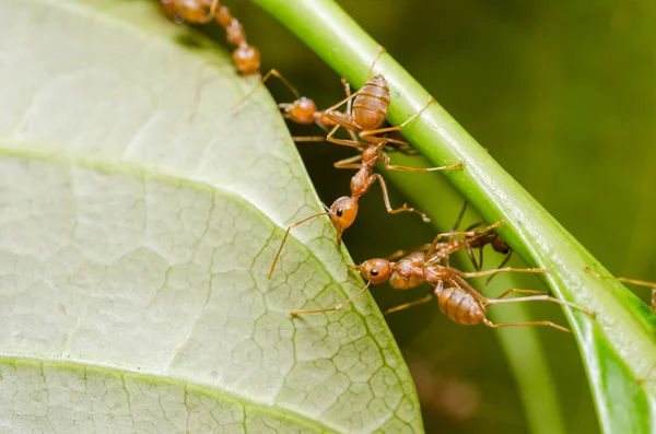 Hormigas rojas trabajo en equipo —  Fotos de Stock