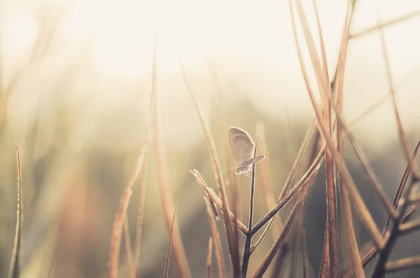 Little butterfly in the nature — Stock Photo, Image