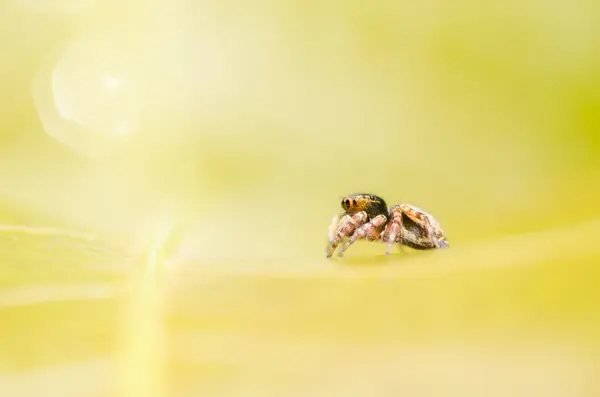 Spin in groene natuur achtergrond — Stockfoto