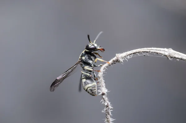자연 속의 말벌 — 스톡 사진