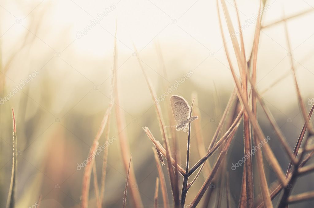 Little butterfly in the nature