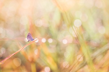 doğada küçük bir kelebek