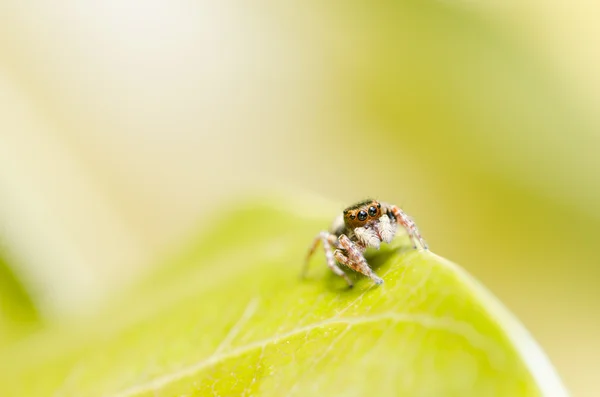 Spindel i gröna naturen bakgrund — Stockfoto