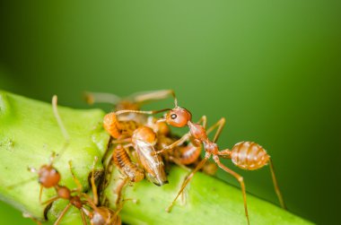 Kırmızı karınca ve yaprak üzerinde yaprak biti