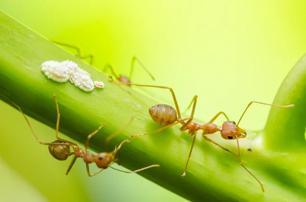 Rode ant en bladluis op het blad — Stockfoto