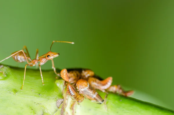 Hormiga roja y áfido en la hoja — Foto de Stock