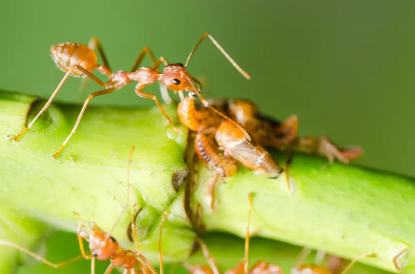 Hormiga roja y áfido en la hoja — Foto de Stock