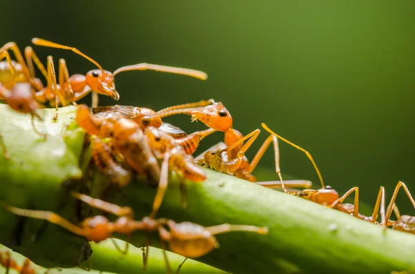 Rode ant en bladluis op het blad — Stockfoto