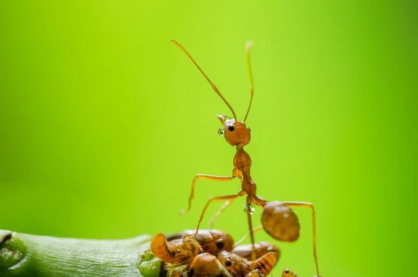 Rode ant en bladluis op het blad — Stockfoto