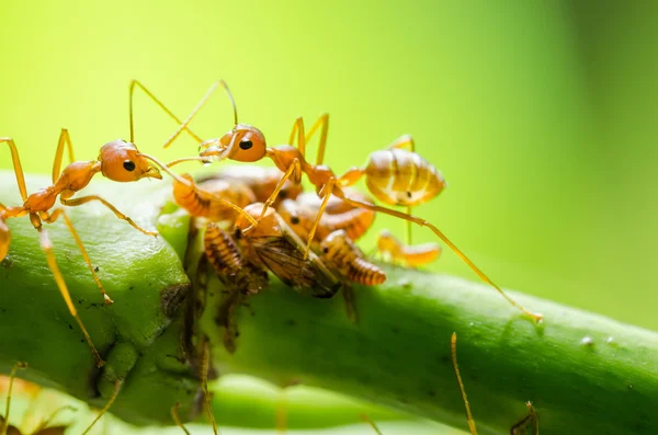 Red ant and aphid on the leaf — Stock Photo, Image