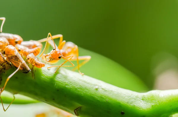 Hormiga roja y áfido en la hoja —  Fotos de Stock