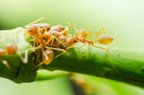 Formiga vermelha e pulgão na folha — Fotografia de Stock