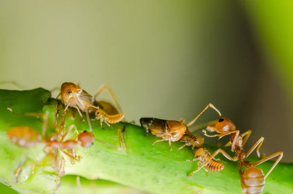 Fourmi rouge et puceron sur la feuille — Photo