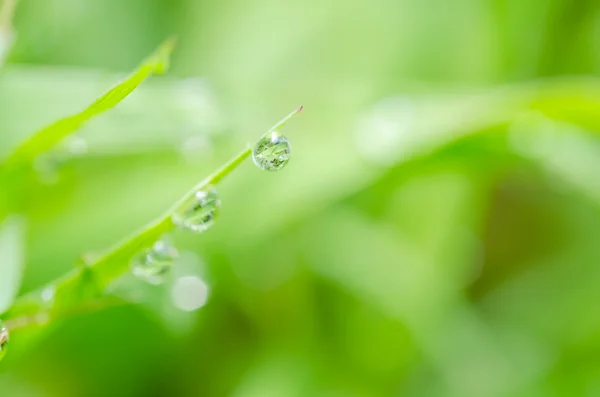 Blad en water drops — Stockfoto