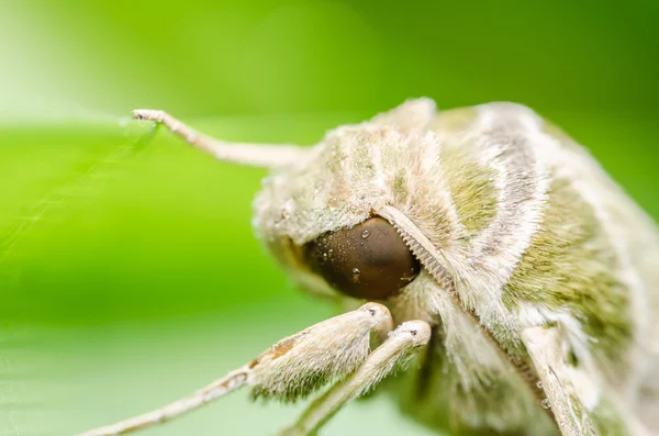 自然の中で蛾 — ストック写真