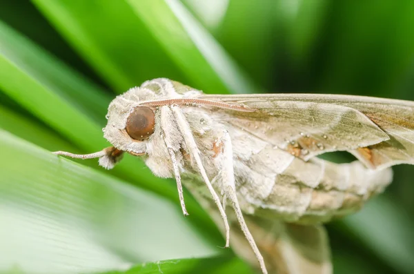 Moth in the nature — Stock Photo, Image