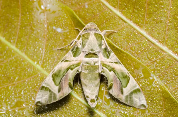 Traça na natureza — Fotografia de Stock