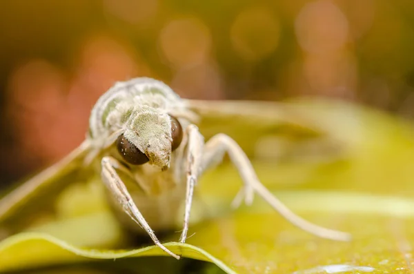 La teigne dans la nature — Photo