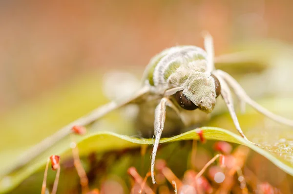 Motte in der Natur — Stockfoto