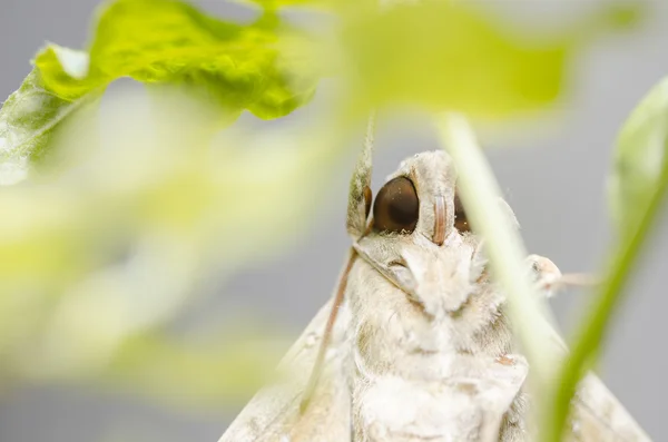 Moth in the nature — Stock Photo, Image