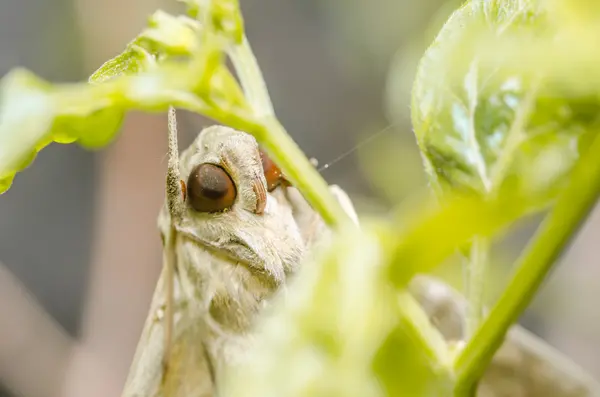 Polilla en la naturaleza —  Fotos de Stock