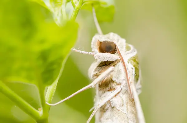 自然界中的飞蛾 — 图库照片