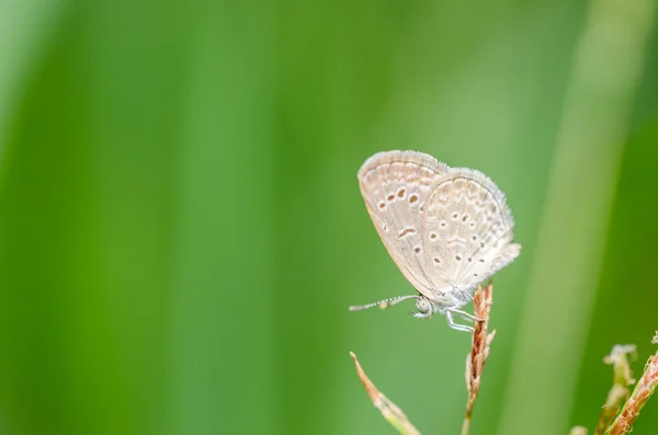 Motýl v přírodě — Stock fotografie