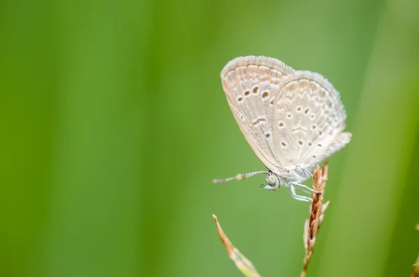 Farfalla nella natura — Foto Stock