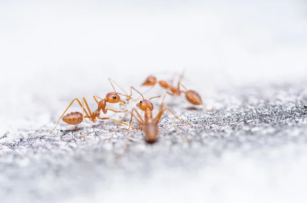 Red ants on the wall — Stock Photo, Image