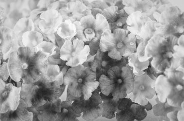 siyah ve beyaz çiçek