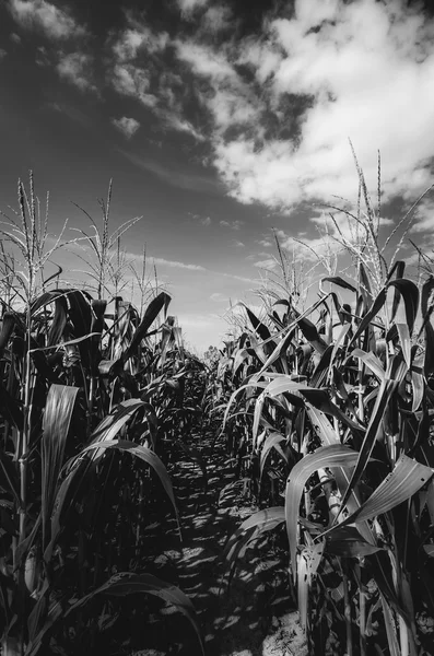 玉米农场 — 图库照片