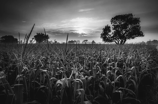 옥수수 농장 — 스톡 사진