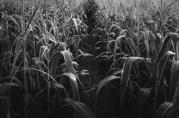 Kukuřičné farmy — Stock fotografie