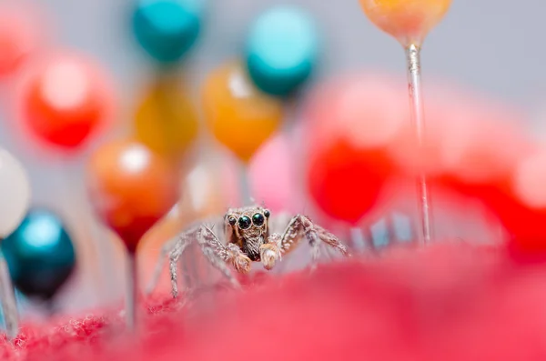 蜘蛛和别针 — 图库照片