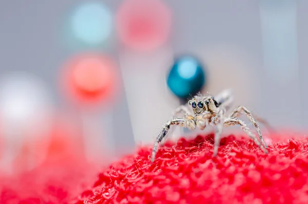 Aranha e alfinetes — Fotografia de Stock