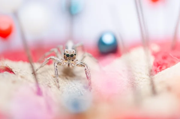 Spider and pins — Stock Photo, Image