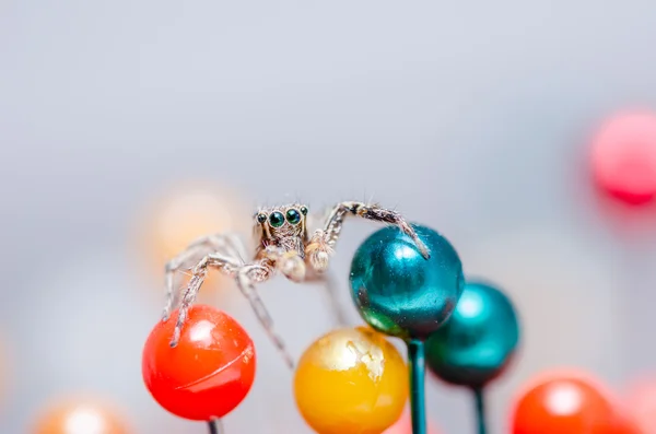 Spider and pins — Stock Photo, Image